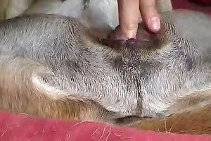Sexy Dog Vagina - Assertive man fucking female dog pussy