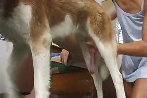 Handjobtodog - Free dog sex videos with a handjob