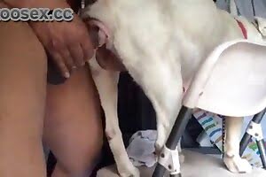 bestiality porn dog porn