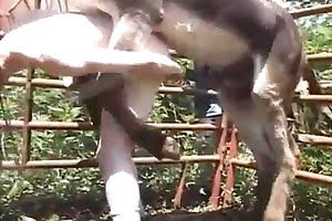Rep Girls And Animals Sexy Video Download Com - Cruel animal rape man in ass