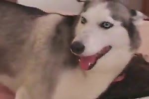 Husky dog fucks the owner of the house on the bed