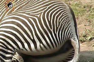 zebra air